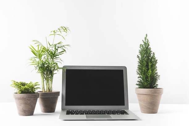istock laptop with blank screen and beautiful home plants in pots on white 931821360