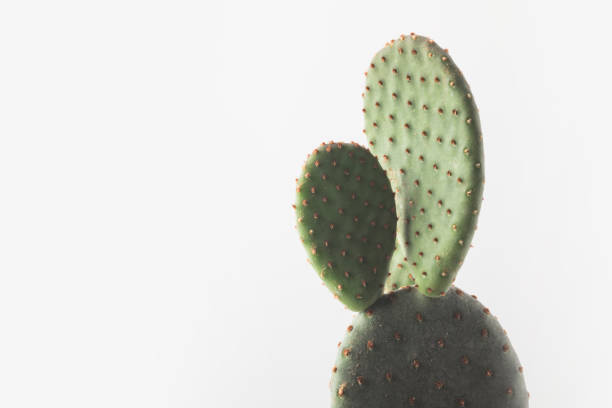 istock close-up view of beautiful green cactus isolated on white 931824062