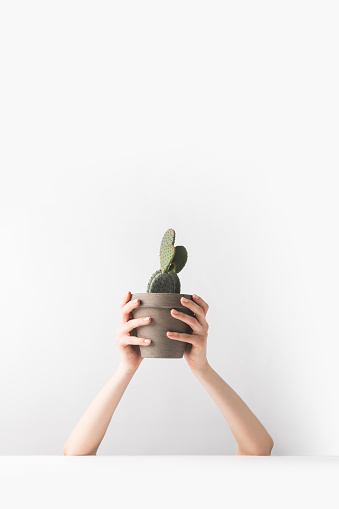cropped shot of person holding beautiful green potted cactus in hands on white