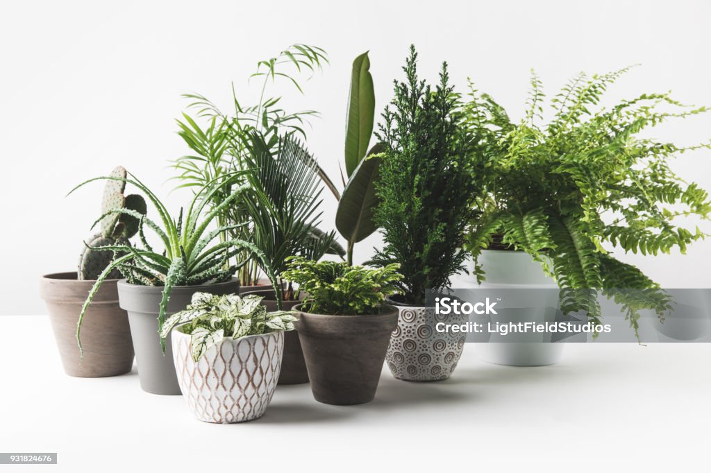 various beautiful green plants in pots on white Houseplant Stock Photo