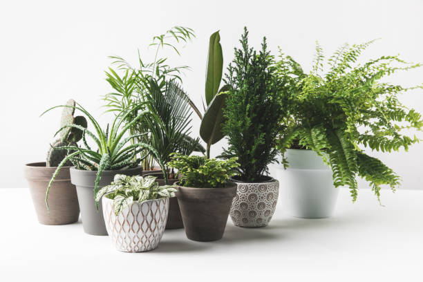 various beautiful green plants in pots on white various beautiful green plants in pots on white fern photos stock pictures, royalty-free photos & images