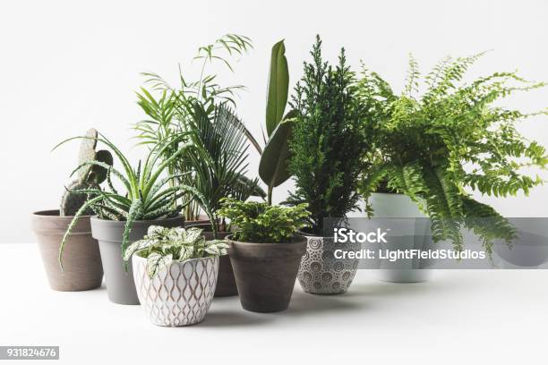 Various Beautiful Green Plants In Pots On White Stock Photo - Download Image Now - Houseplant, Potted Plant, Flower Pot