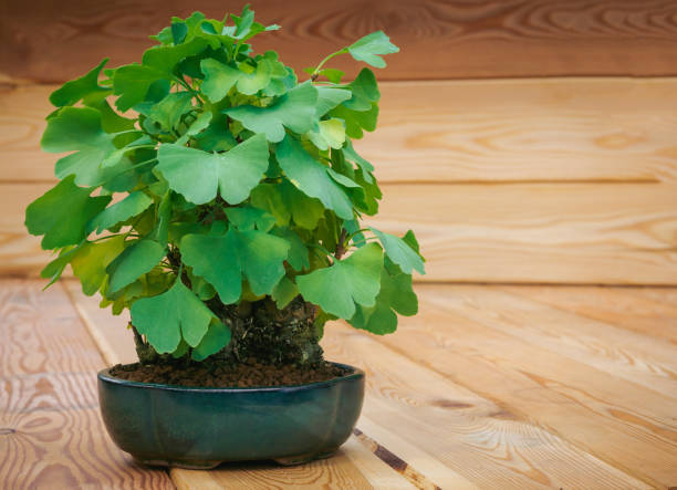 miniature bonsai vert arbre de ginkgo biloba sur fond en bois - ginkgo tree photos et images de collection