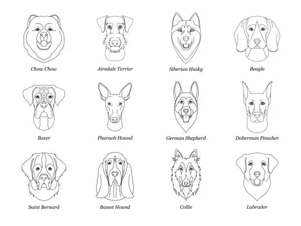 Vector illustration of set, collection of isolated black outline head of airedale terrier, chow, husky, pharaoh hound, saint bernard, labrador, collie, doberman, boxer on white background. Line cartoon breed dog portrait.