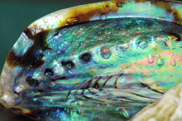 istock drop of water ripple with paua shells, creative background 931831452