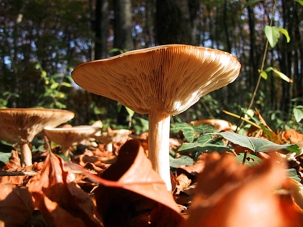 a Mushroom in Autumn/Fall stock photo