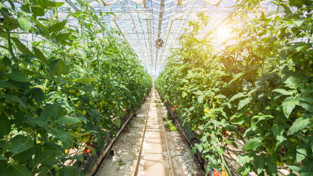 grande grupo de tomates em estufa - greenhouse - fotografias e filmes do acervo