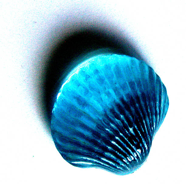 Aqua shell stock photo