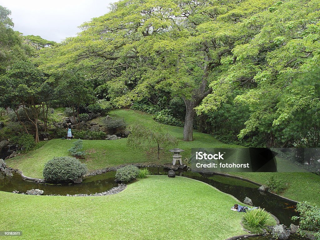 Floresta de conto de fadas - Foto de stock de Big Island - Ilhas do Havaí royalty-free