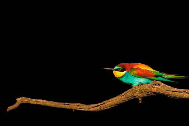 istock wonderful colored bird on branch dry wrinkled isolated on black 931835174