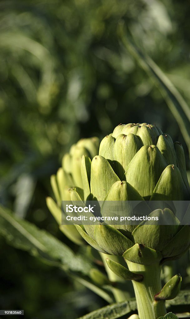 Carciofo - Foto stock royalty-free di Agricoltura