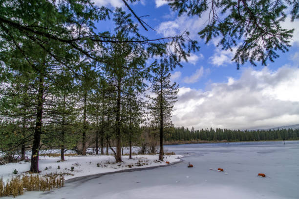 istock Pines and Lake McCumber in winter 931836292