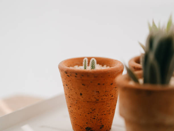 istock Close up of very tiny cactus in small pot. 931840074