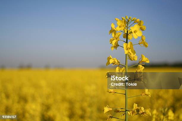 Rapspflanze Stockfoto und mehr Bilder von Agrarland - Agrarland, Bildschärfe, Blau