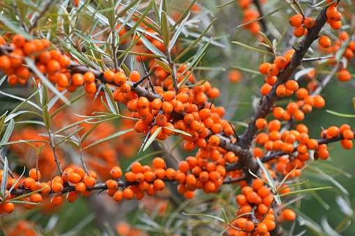 Close up branch of ripe vivid orange autumn Hippophae (sea buckthorn) with green leaves and thorns