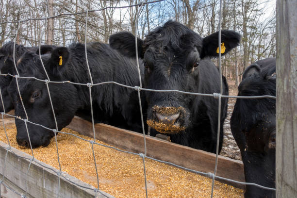 Black Angus Cows Eating Corn in a Trough Fluffy black Angus cows eating feed corn as one faces the camera beef cattle feeding stock pictures, royalty-free photos & images