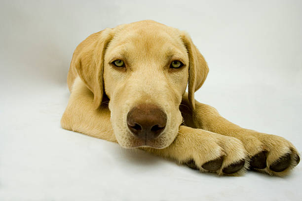 Golden lab puppy 3 stock photo