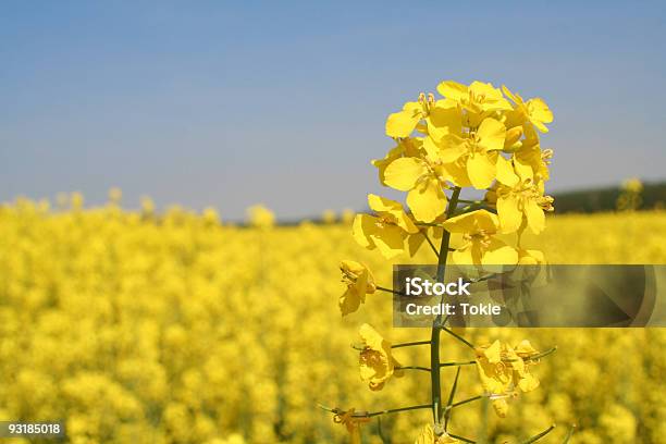 Rapspflanze 2 Stockfoto und mehr Bilder von Agrarland - Agrarland, Blau, Deutschland