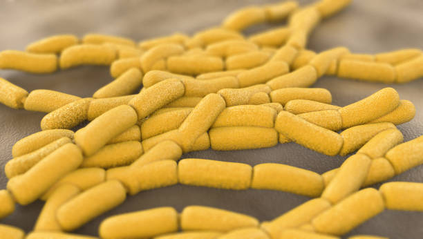 пробиотические бактерии лактобактерии - bacterial colonies стоковые фото и изображения