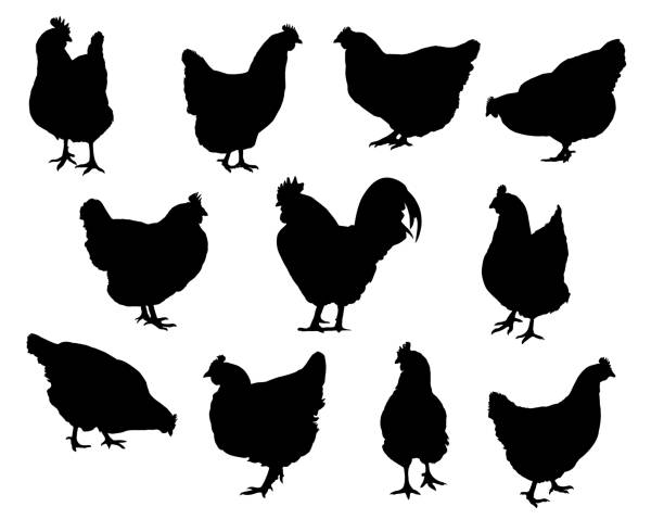 ilustrações de stock, clip art, desenhos animados e ícones de set realistic silhouettes of hens and chickens - isolated vector on a white background - agriculture chicken young animal birds
