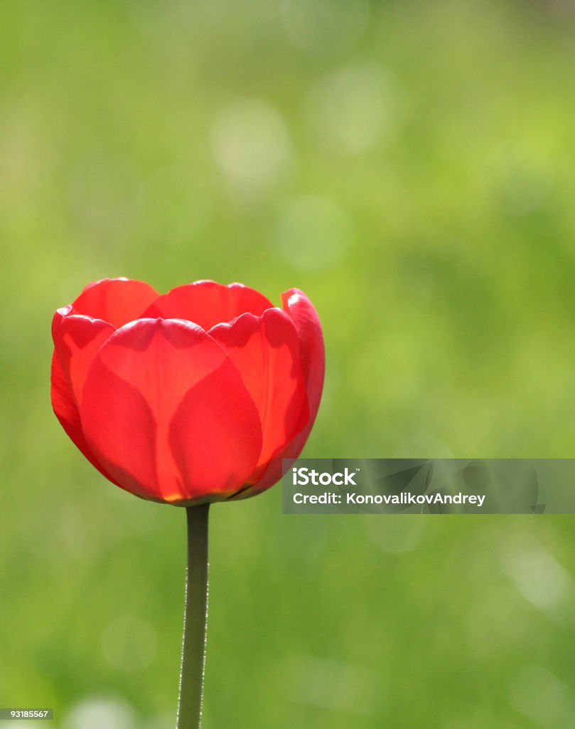 Tulipe fleurs - Photo de Beauté libre de droits