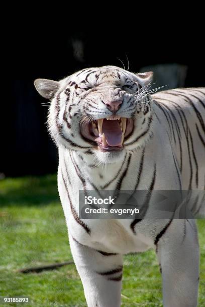 Tigre Blanco Mostrando Su Fangs Foto de stock y más banco de imágenes de Agresión - Agresión, Animal, Animal hembra