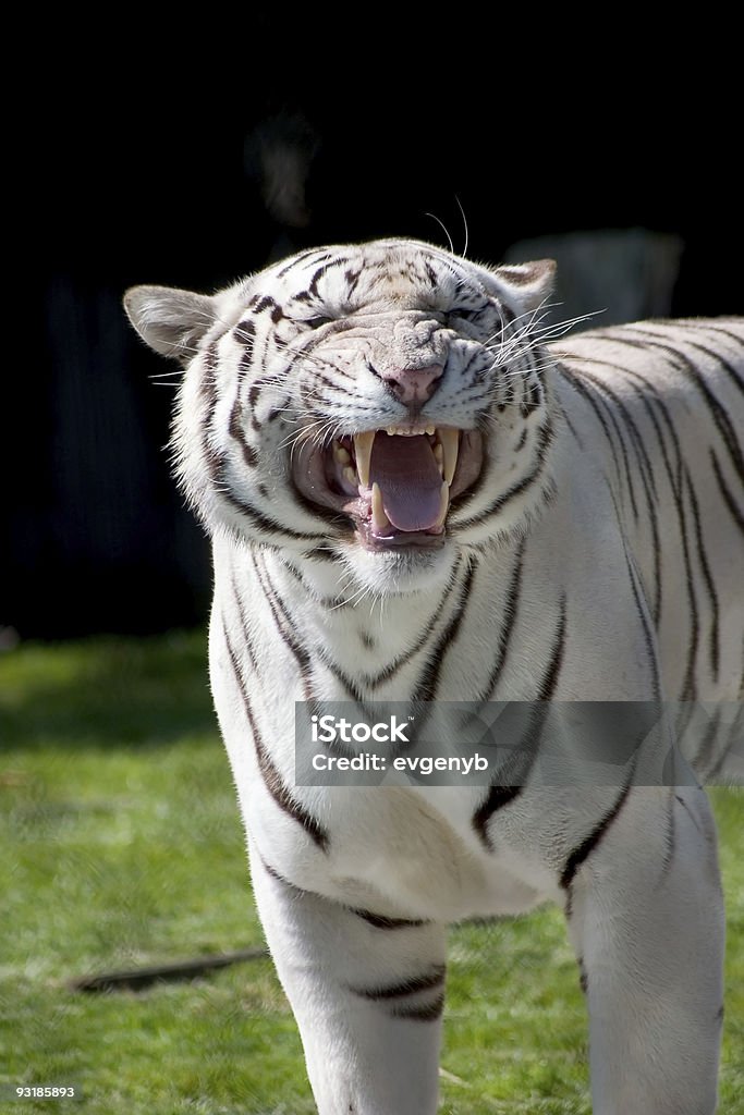 Tigre Branco mostrando seu fangs - Foto de stock de Agressão royalty-free