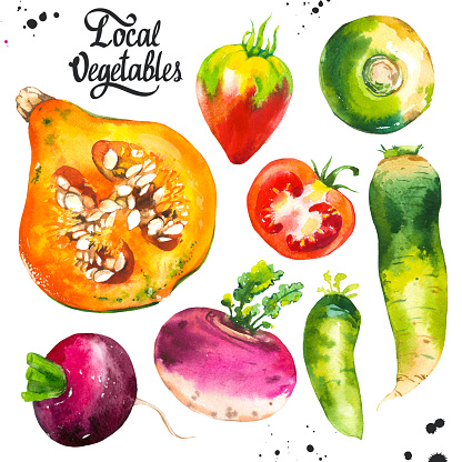 Watercolor illustration with farm vegetables. Set of different vegetables: pumpkin, turnips, radishes, radish, tomato. Fresh organic food.