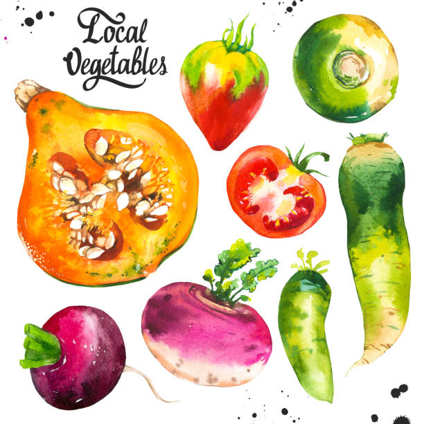 Watercolor illustration with farm vegetables. Set of different vegetables: pumpkin, turnips, radishes, radish, tomato. Fresh organic food Watercolor illustration with farm vegetables. Set of different vegetables: pumpkin, turnips, radishes, radish, tomato. Fresh organic food. radish art drawing stock pictures, royalty-free photos & images