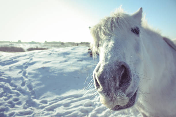 istock Curious white horse looking in the camera 931861288