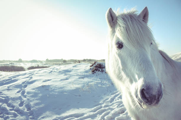 Curious white horse looking in the camera Curious white horse looking in the camera on a snow field in Dutch winter time. animal lips photos stock pictures, royalty-free photos & images