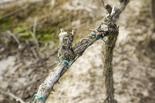 istock Vines of vineyards 931868120