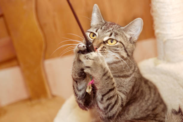 istock playful gray tabby cat; closeup 931869020
