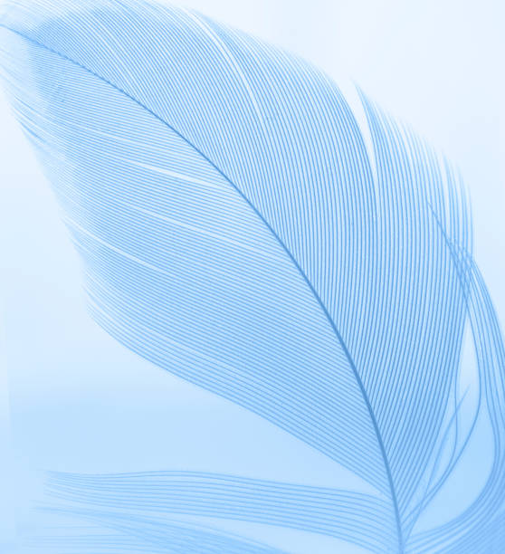 blaue vogelfeder - feather white macro bird stock-fotos und bilder