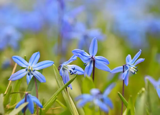 Close up blue purple spring Scilla (Squill, bluebell, snowdrop) flowers in field, low angle view, selective focus