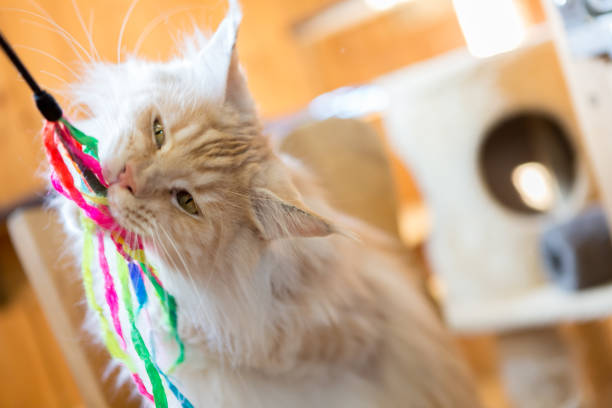 istock playful big ginger purebread cat; closeup 931875588