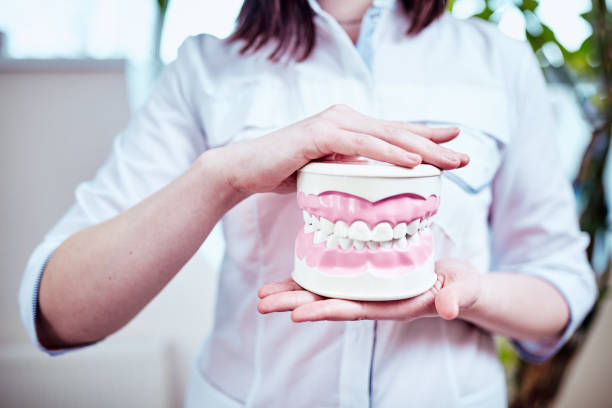 the doctor holds a sample of healthy teeth. stock photo