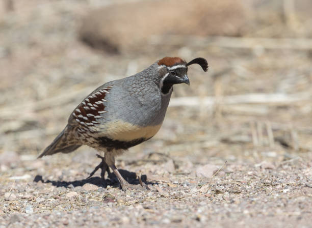 istock Male Gambell's Quail 931879394