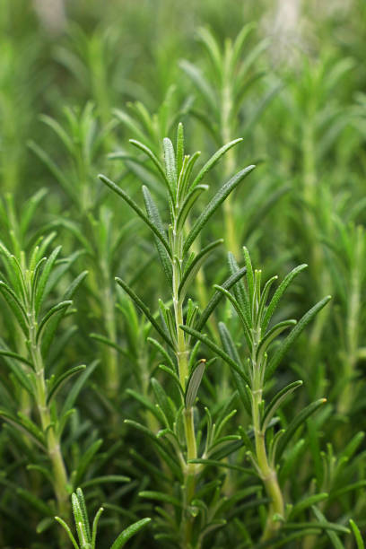 istock Green fresh rosemary spicy herb sprouts 931883848