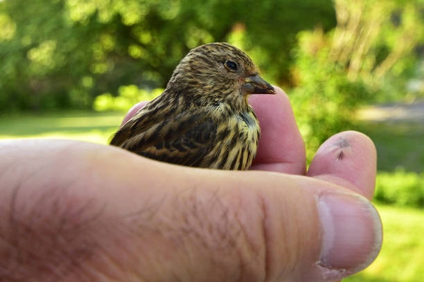 istock Injured Bird in Man's Hand Close Up 931887986