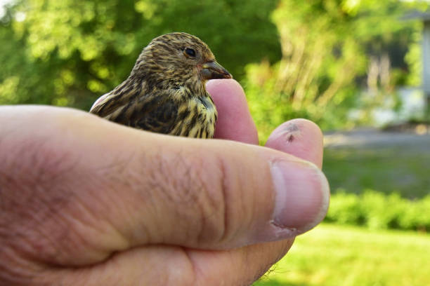 istock Injured Bird in Man's Hand Close Up 931888126