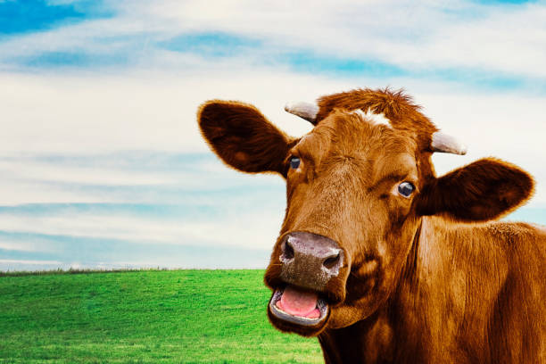linda vaca en el prado. enfoque selectivo - beef cattle farm calf summer fotografías e imágenes de stock