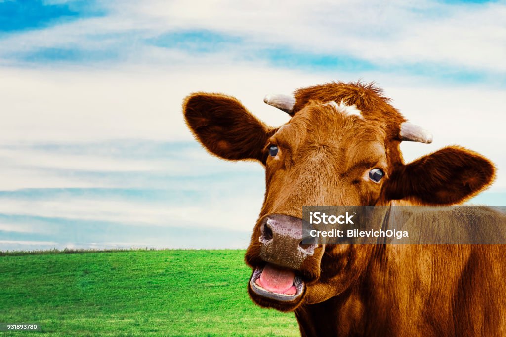 Cute cow at the meadow. Selective focus Cute brown cow at the meadow. Selective focus Cow Stock Photo
