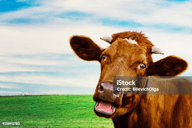 Cute Cow At The Meadow Selective Focus Stock Photo - Download Image Now - Cow, Humor, Bizarre