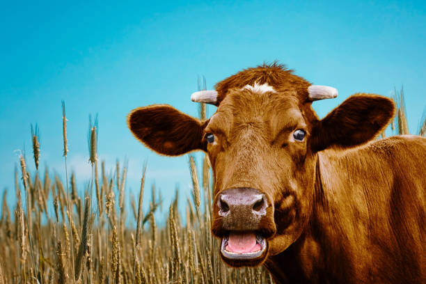istock Cute cow in the meadow 931894092