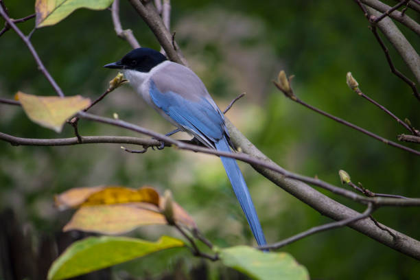 istock Wild Birds in Shanghai 931894806