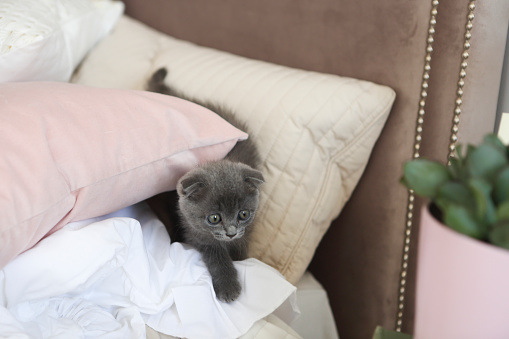 Little grey funny cat hide in pillows on the bed