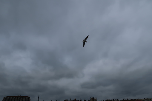 Lyon, France – February 18, 2018: photography showing a seagull flying during a windy day. The photography was taken from the street of the city of Lyon, France.