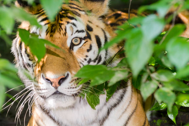 istock Tiger stripes and green leaves 931895600
