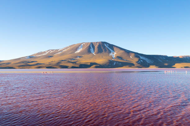 istock Laguna Colorada view, Bolivia 931901864